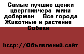 Самые лучшие щенки цвергпинчера (мини доберман) - Все города Животные и растения » Собаки   